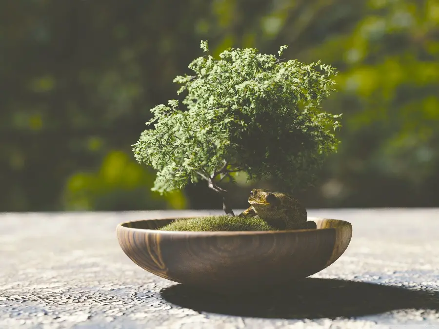  Photo of a bonsai tree with a beautiful wooden pot and a frog under it 