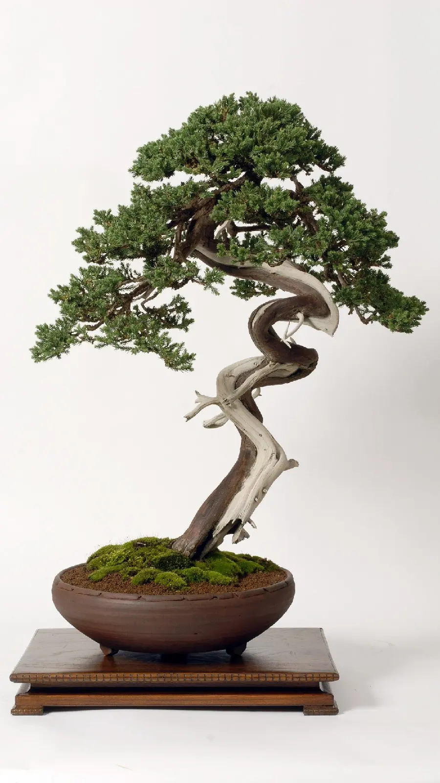  Attractive photo of a beautiful bonsai tree with Strange and beautiful vase 
