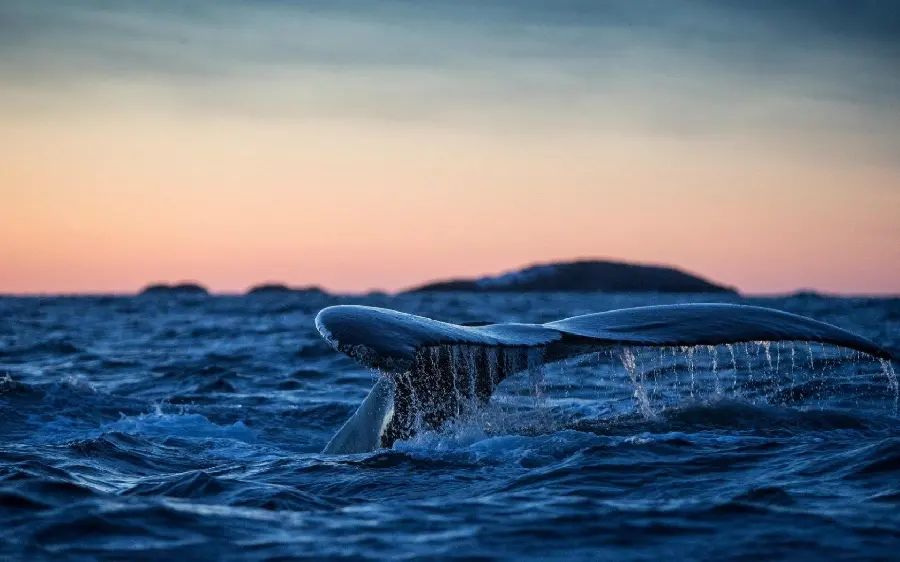 Interesting and spectacular image of a whale's tail in very high quality