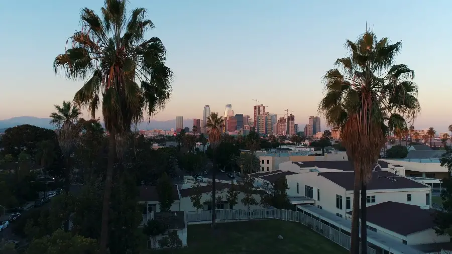 A beautiful and spectacular view of palm trees in the interior of a house in Los Angeles, California, USA