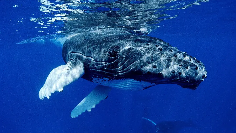Beautiful and spectacular whale photo with high quality