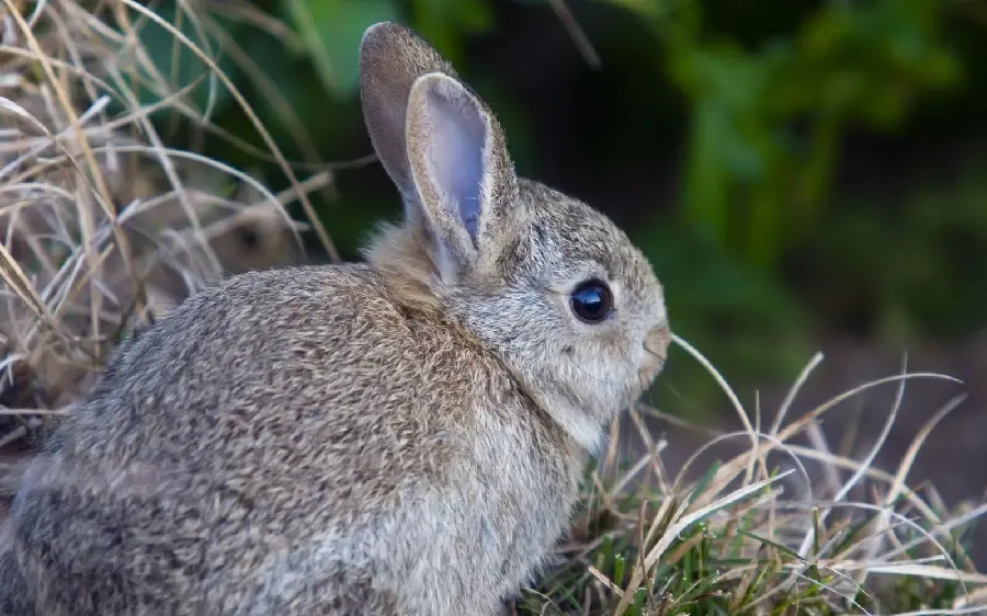 Beautiful wild rabbit wallpaper close up 