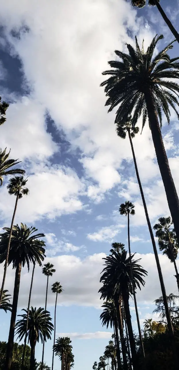 A beautiful and spectacular view of palm trees in Los Angeles, California