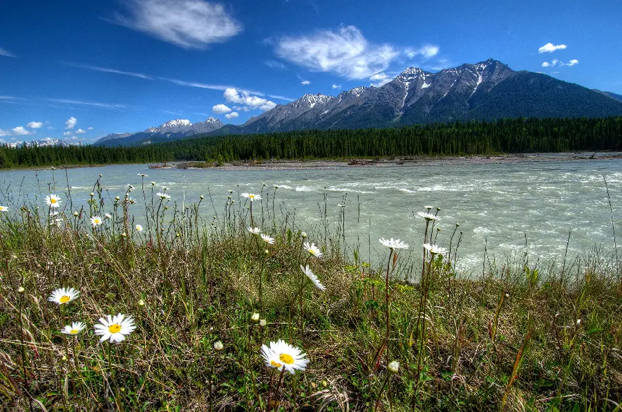 Simple quality background without editing of the chamomile field by the river 