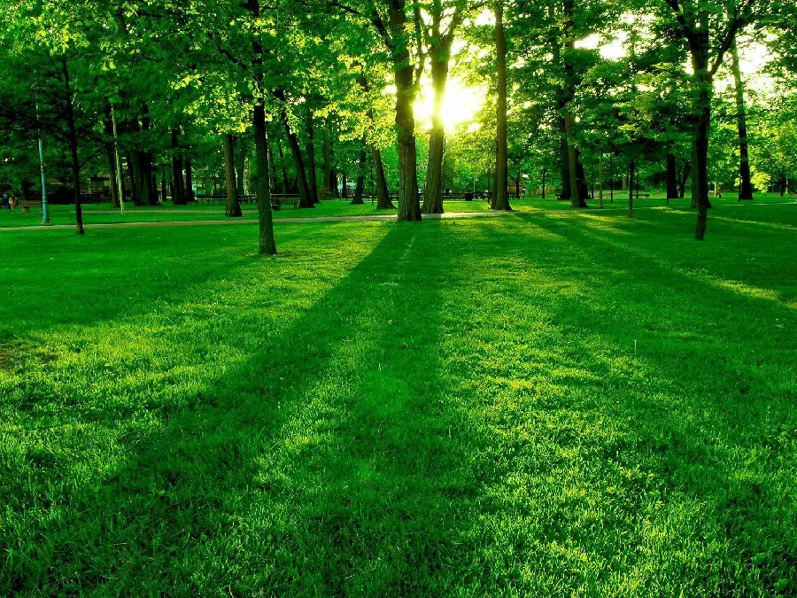 The most beautiful full hd photo of a green forest in the pleasant glow of the sun in the summer