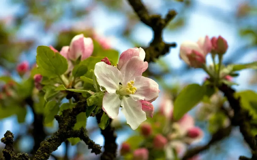 A background of the symbol of spring nature, apple blossoms with a pink halo