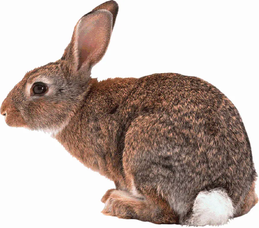 A popular photo of a wild rabbit on a white background
