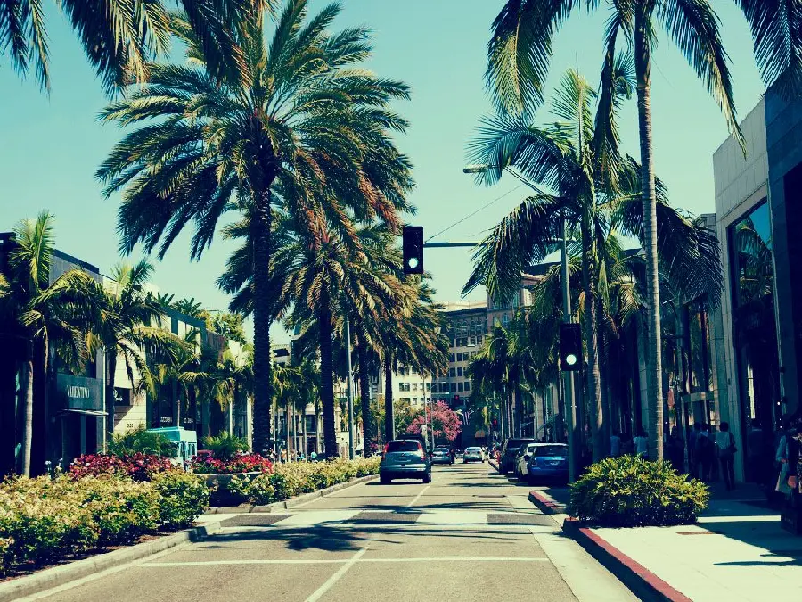 Image of decorative coconut trees in a public space in the city of Los Angeles, USA
