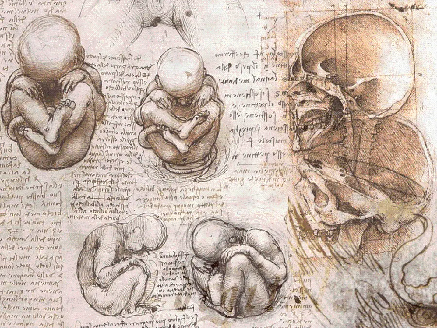 Leonardo da Vinci's research and innovations on human anatomy