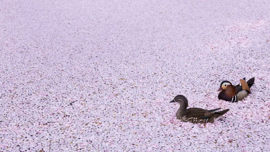 The best wallpaper Unique and special of beautiful ducks 