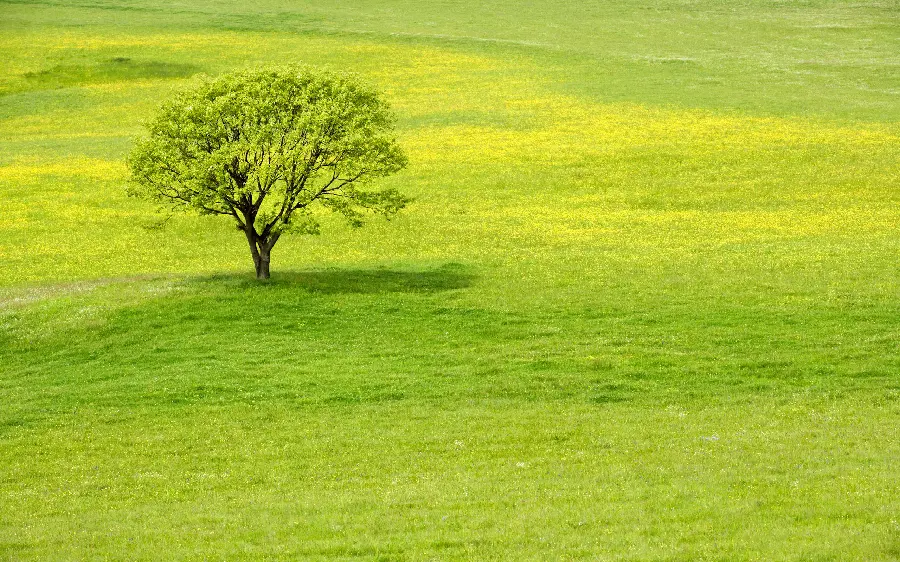 High quality stock photo of a green plain with a single tree