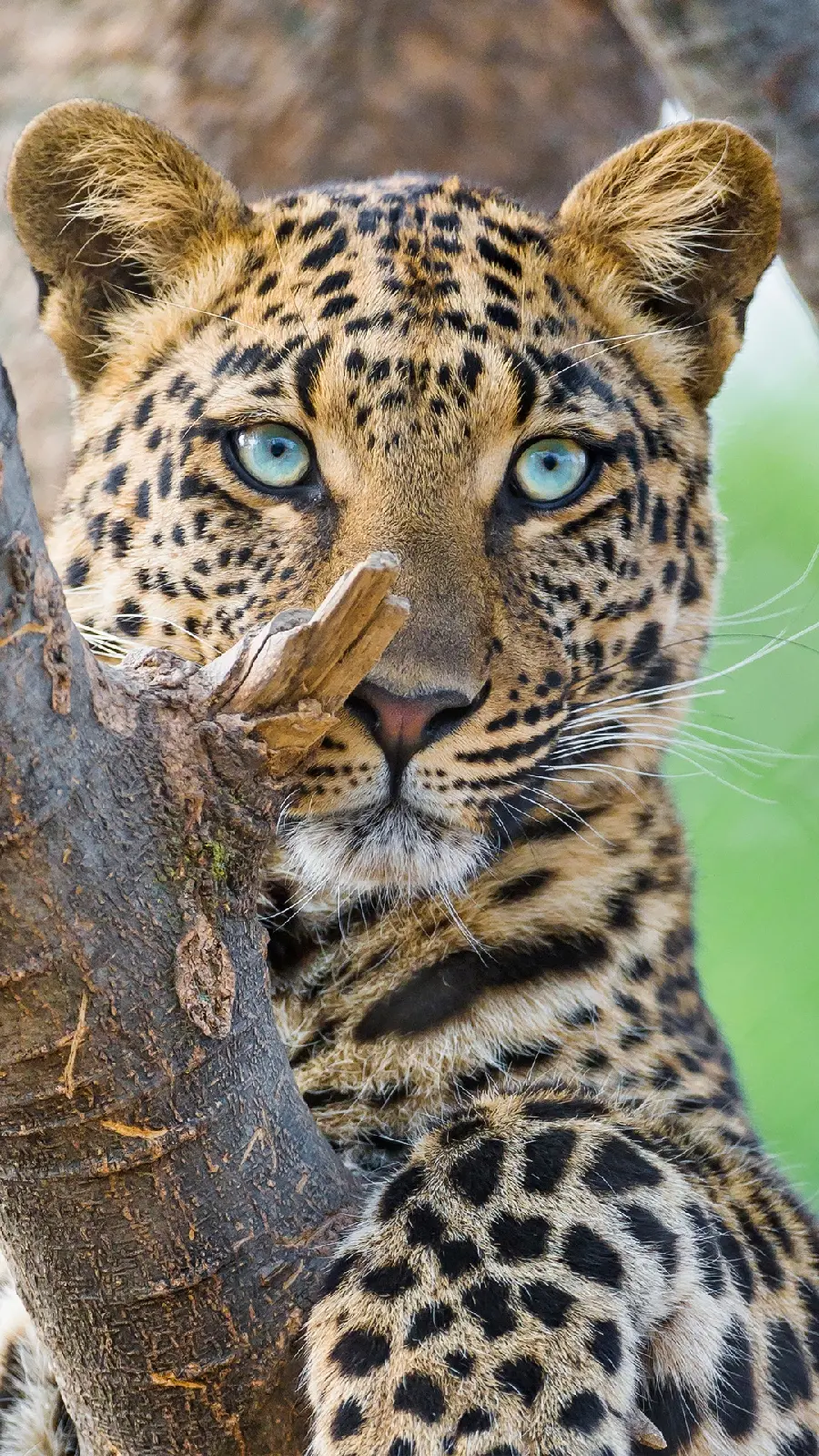 The most professional blue-eyed leopard phone background with excellent quality