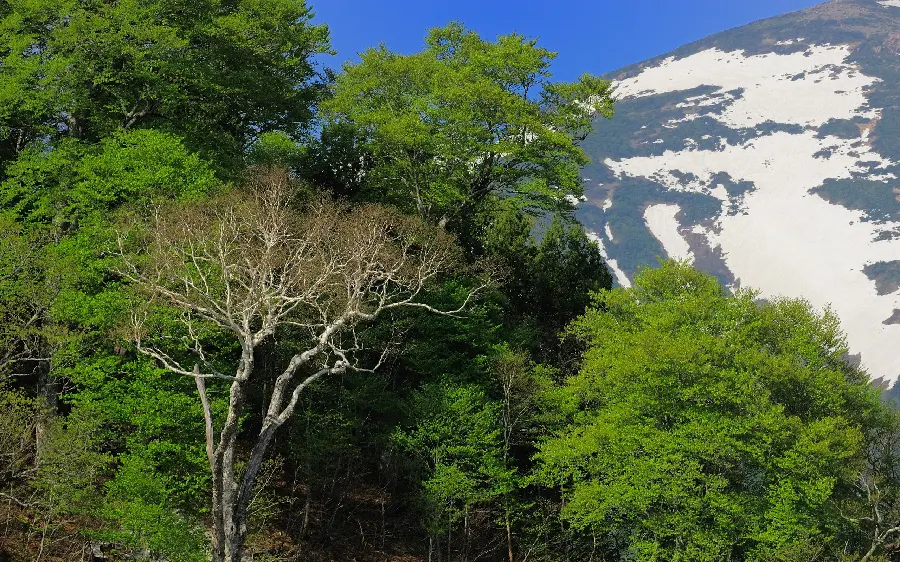 Beautiful landscape stock image of green nature and towering trees