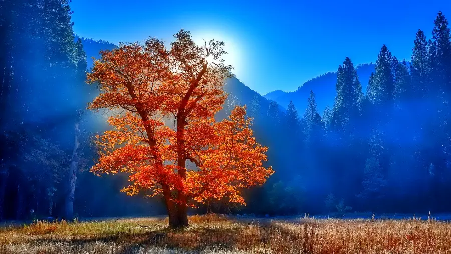 Download photo of autumn orange tree with background Grand Blue for painting 