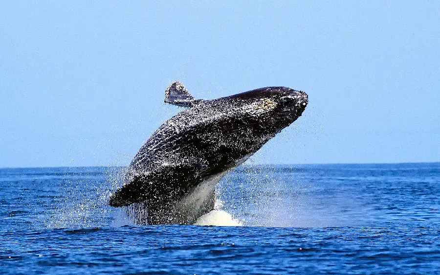 Beautiful and attractive background of a black whale in the Great Lakes 