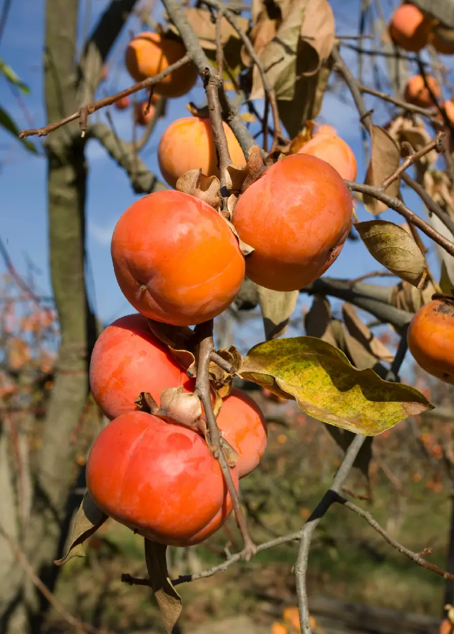 Delightful poster for printing of beautiful autumn persimmon tree