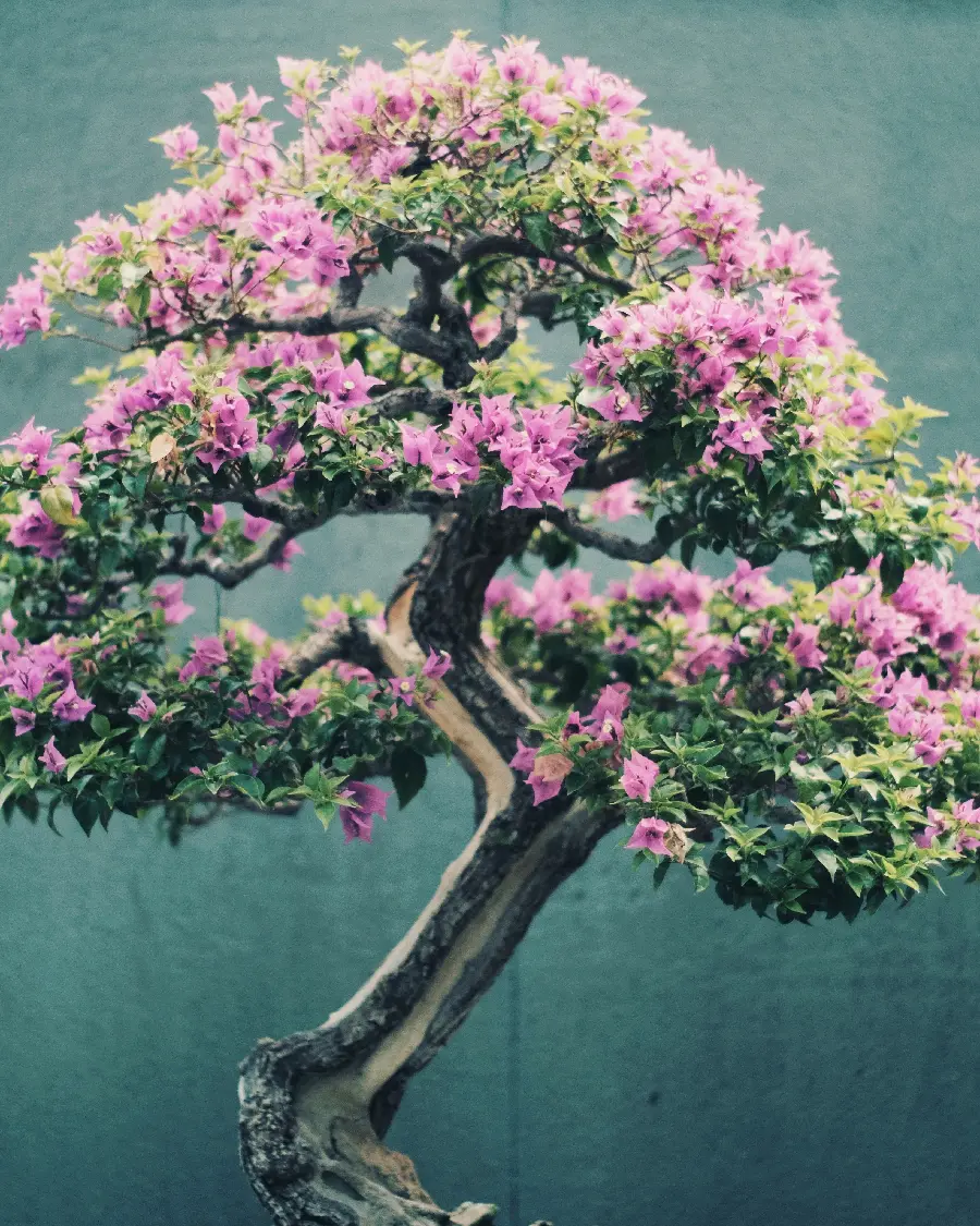  Interesting and beautiful photo From a bonsai tree with beautiful pink flowers 