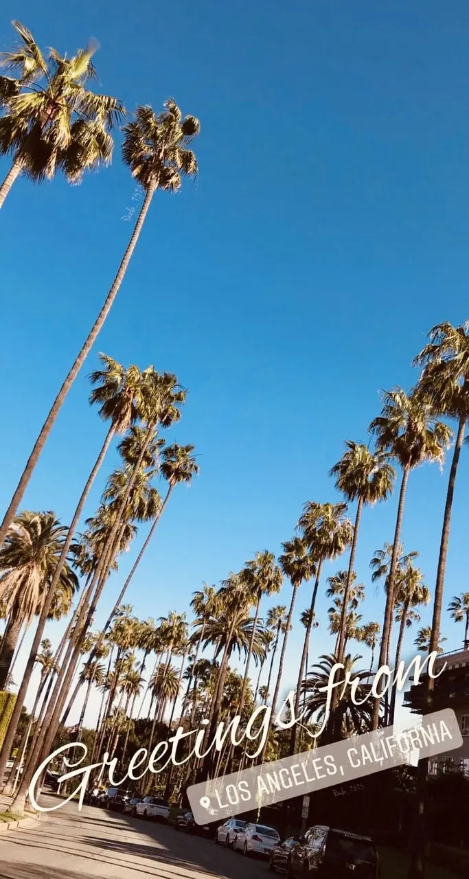 A landscape background of rows of palm trees planted in public spaces in the city