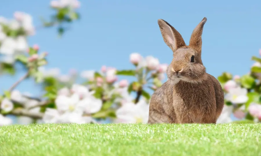 Download high-quality file of wild rabbit among the greenery 