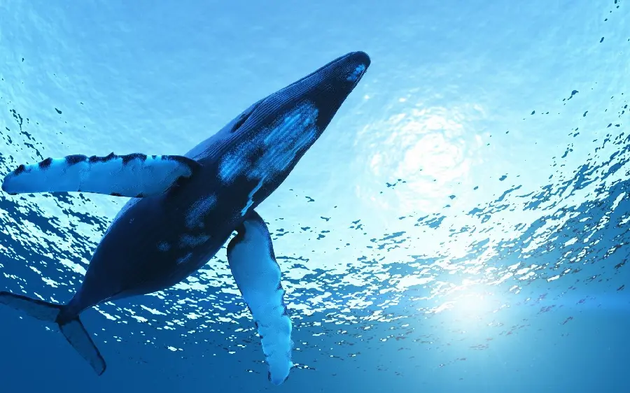 Unique and spectacular image of a long whale with white wings 
