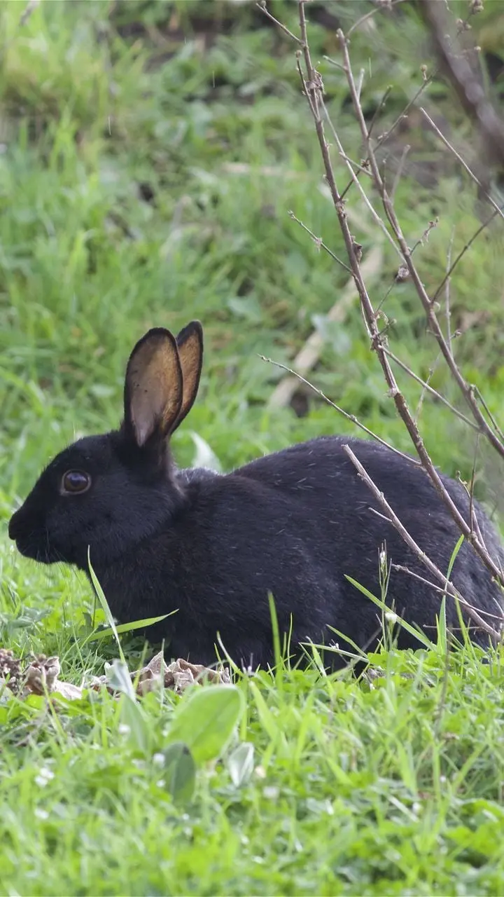 Free download of a black wild rabbit image in HD quality 