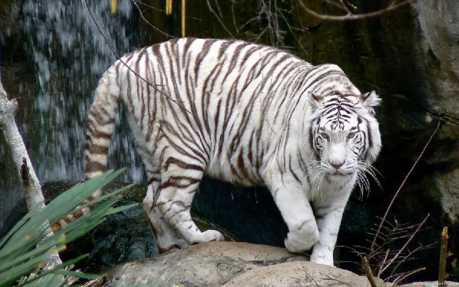 Wild and predator animal Bengal profile picture by the waterfall
