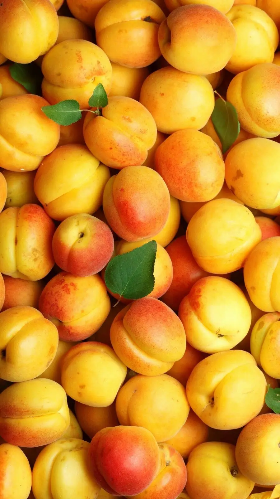 Amazing wallpaper of delicious apricots in excellent quality 