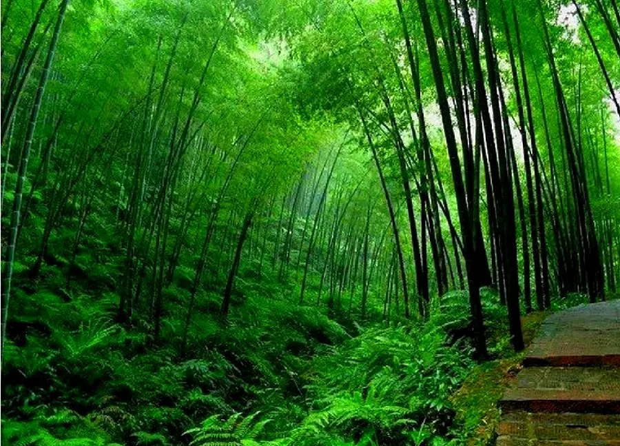The most beautiful photo of a bamboo forest suitable for computer desktop wallpaper