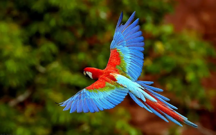 Unique HD quality colorful parrot in nature