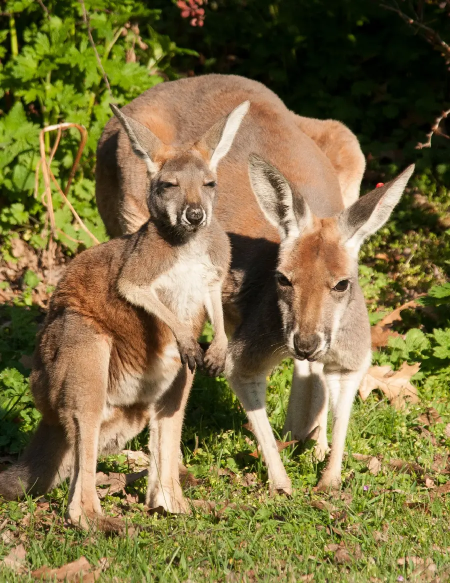 Download attractive and spectacular background of baby kangaroos in excellent quality 