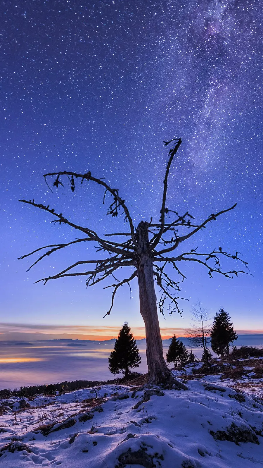 A very beautiful photo of a dried tree in winter 