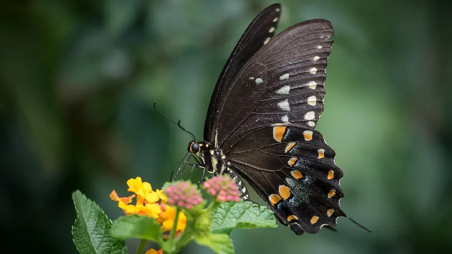 Amazing wallpaper of a beautiful butterfly with a yellow rose