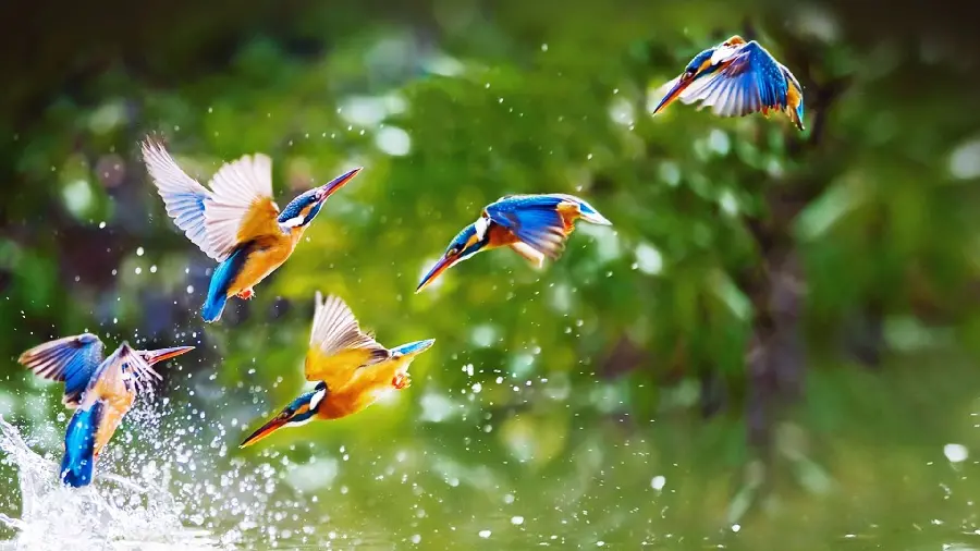 The most beautiful birds of prey in the world with colorful wings playing in the water