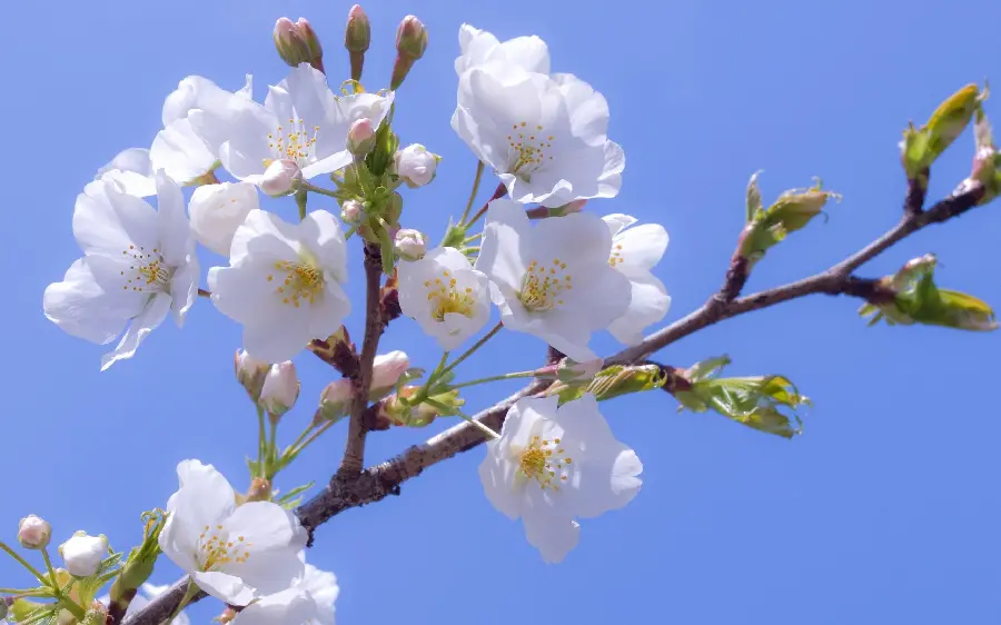 A beautiful image for a post of a blue sky and a green branch of apple buds