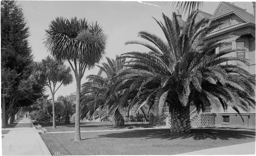 Old black and white photo of coconut trees in the interior of a house in Los Angeles