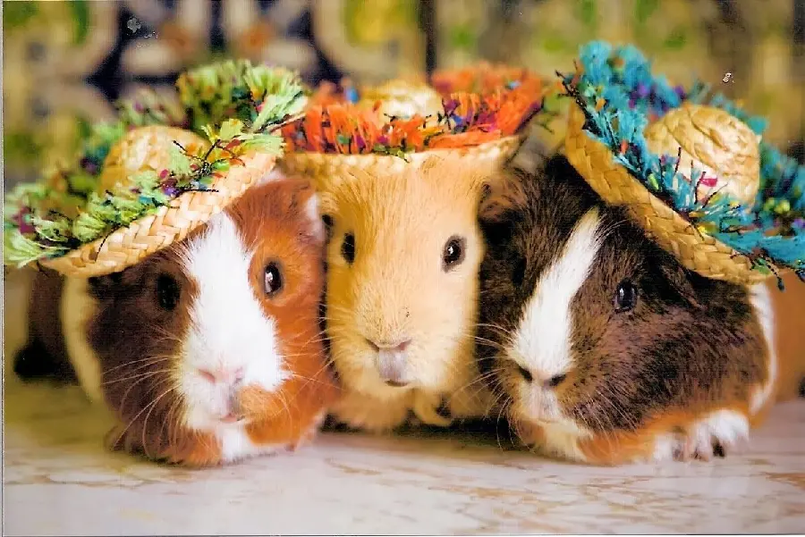 Unique and fancy wallpaper of guinea pigs with pink hats