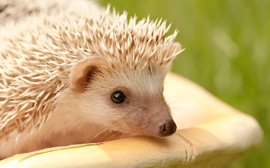 White hedgehog wallpaper from the closest angle of the profile