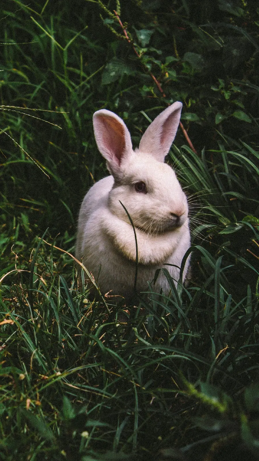 Wild rabbit white wallpaper for high quality download 