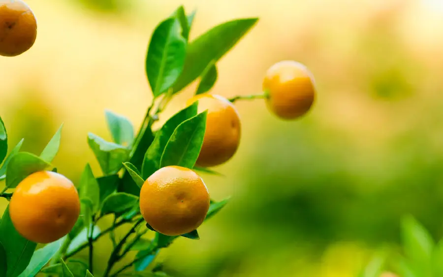 High-quality wallpaper of an orange on a tree from a close-up for a laptop 