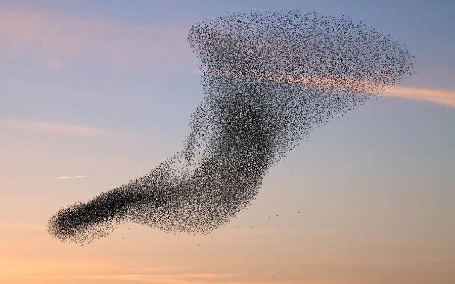 Group flight of birdsBeautiful wild bird in the sky in an art frame
