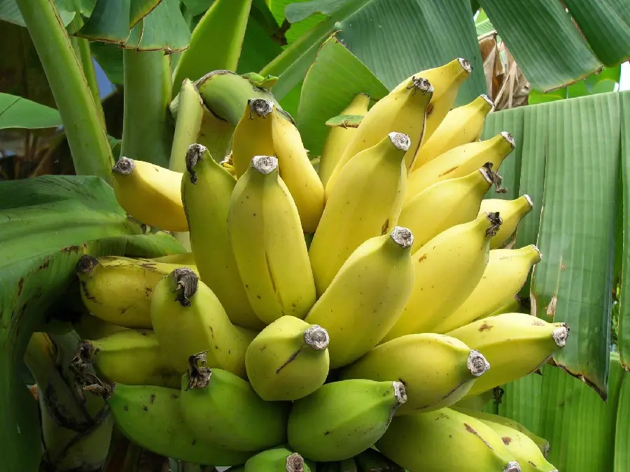 Get a beautiful photo of a bush of fresh golden bananas
