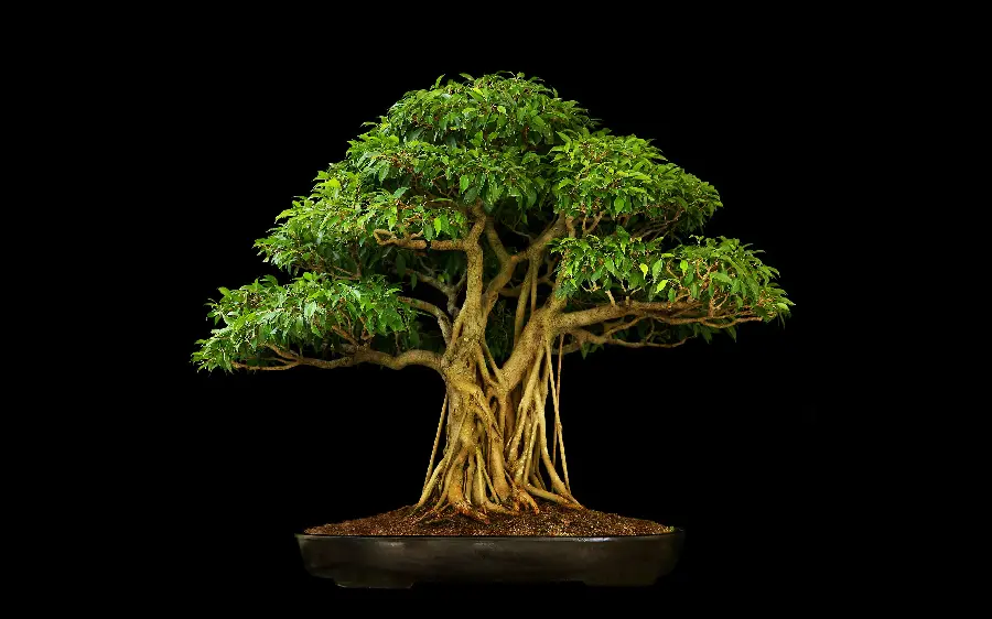  Attractive and beautiful background of a bonsai tree with an interesting and spectacular stem 