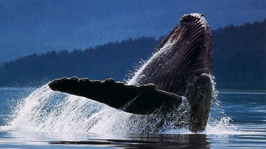 Amazing wallpaper of a whale with large and spectacular wings 