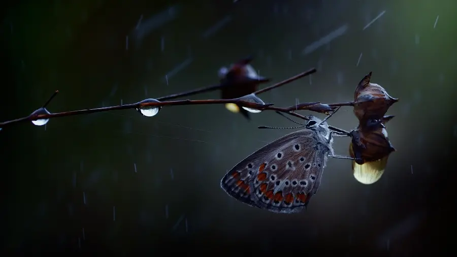 Download a very interesting and spectacular photo of a butterfly for computer background