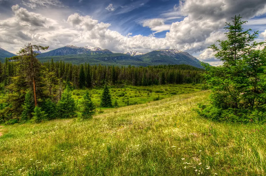 Very professional photoshop lush and beautiful nature photo 