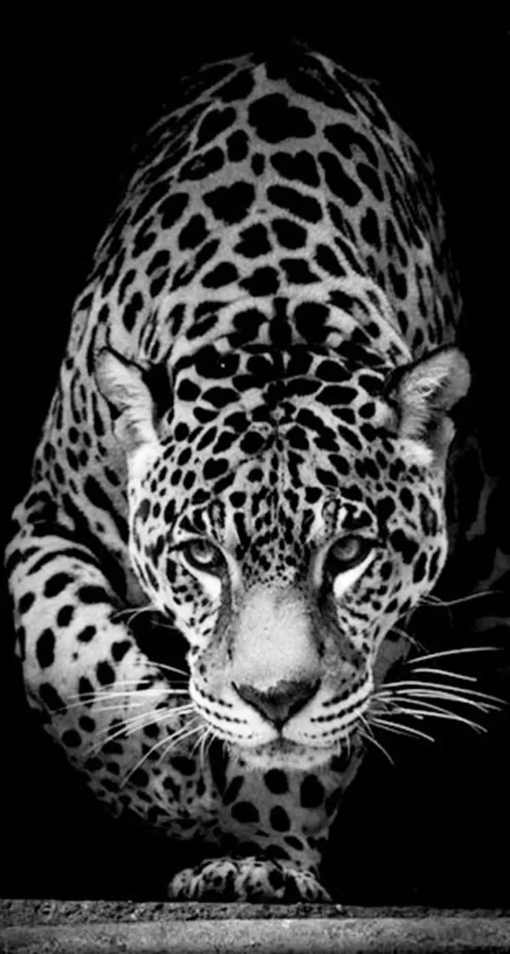 Black and white wallpaper of an Iranian jaguar ready to attack prey