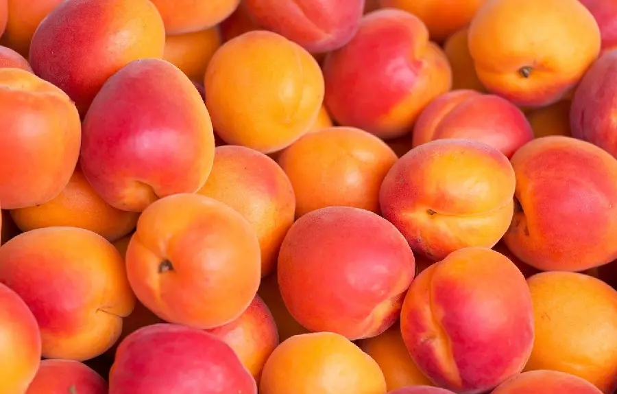 Download beautiful photo of beautiful red apricots in high quality