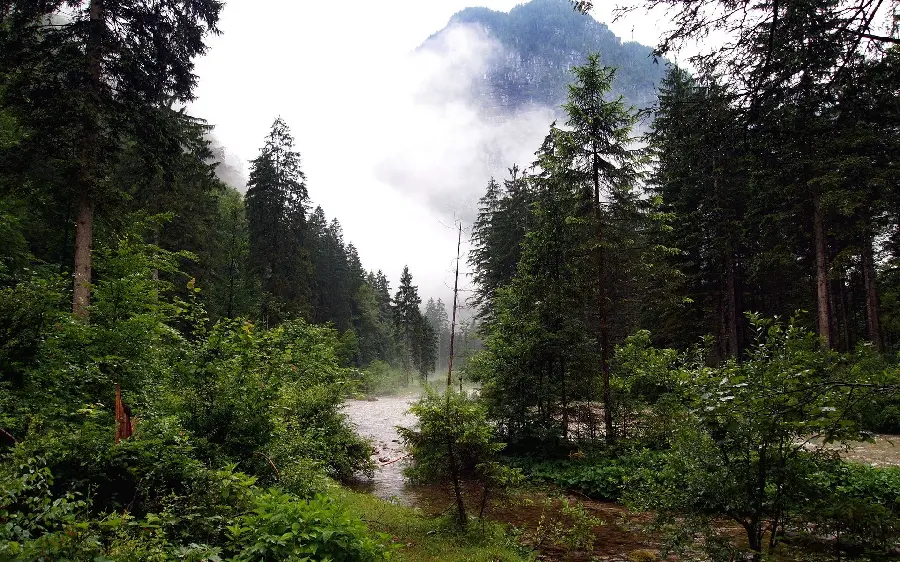 Special wallpaper of dense forests with excellent quality 