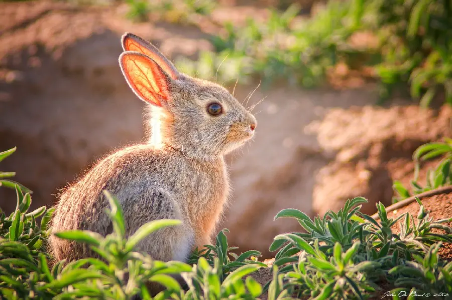 Amazing stock photo Beautiful wild rabbit under the sunlight 
