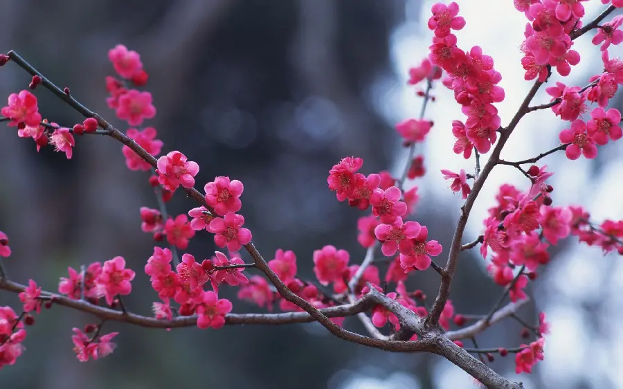 Beautiful background of red flowers